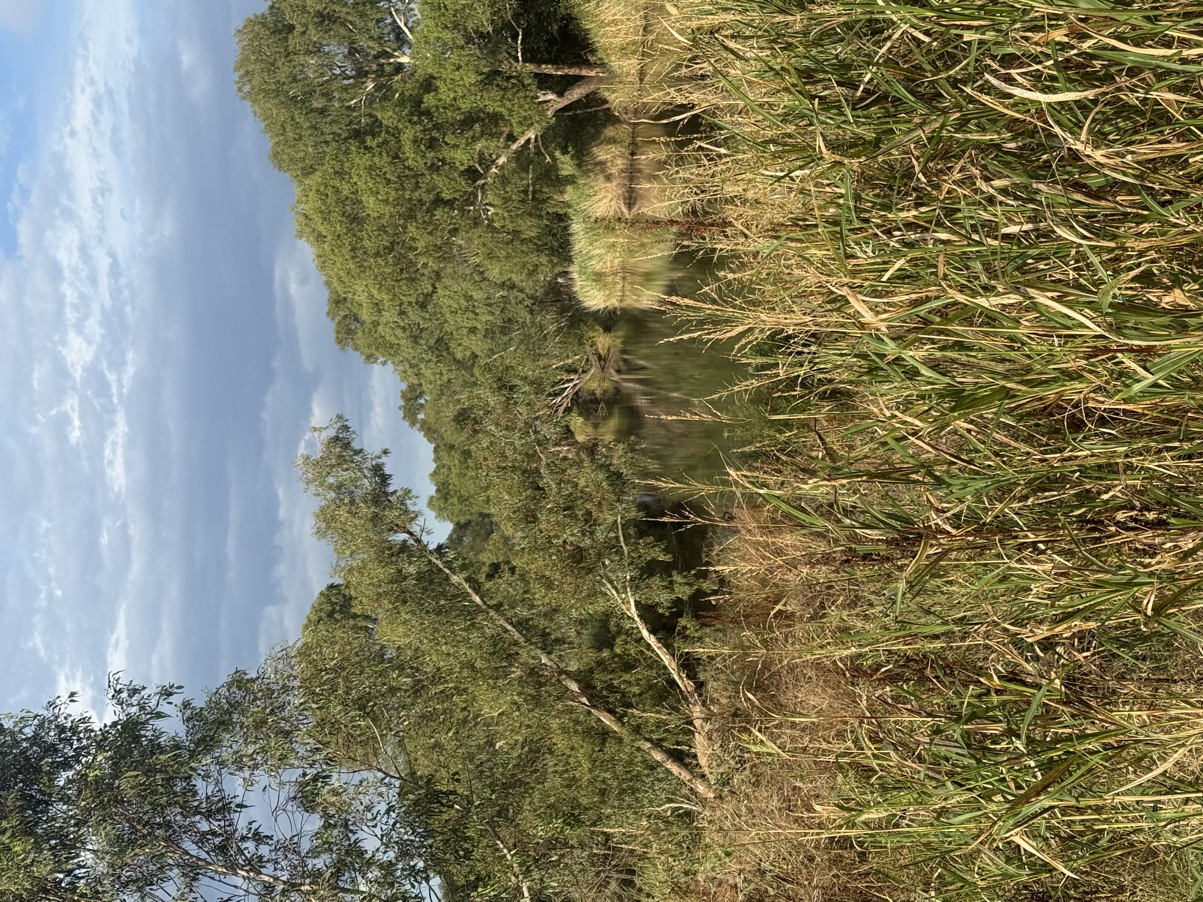Lush green landscape of regional Queensland with native trees and grasses